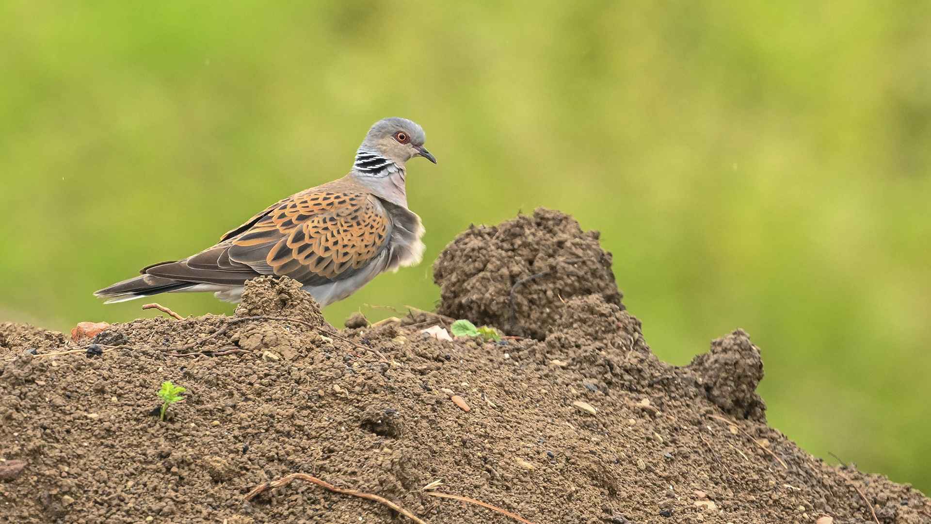 European Turtle-Dove
